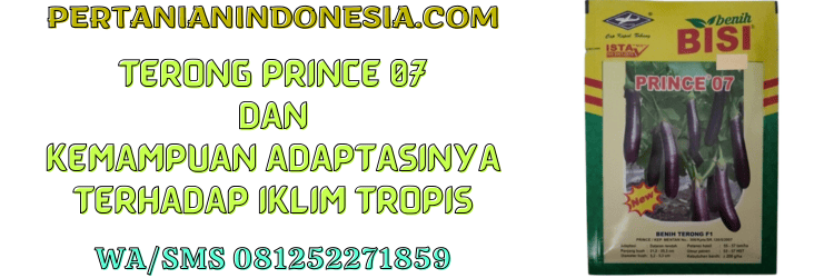 terong,terung,prince 07,prince,bisi,cap kapal terbang,chia tai seed,pertanian indonesia